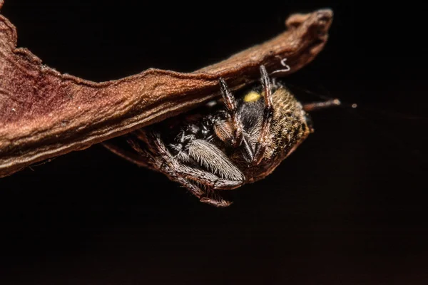Γκρι Σταυρός αράχνη (Larinioides sclopetarius) σκαρφαλωμένο σε φύλλα καφέ — Φωτογραφία Αρχείου