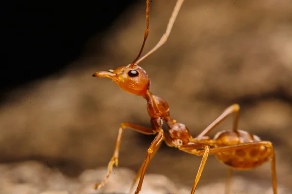 Closeup of ants with a background as a resident — Stock Photo, Image