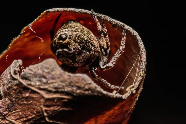 Grijze Kruis spin (Larinioides sclopetarius) zat op Bladeren brown — Stockfoto