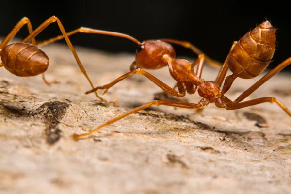 Arka plan olarak bir ikamet ile karıncalar closeup — Stok fotoğraf