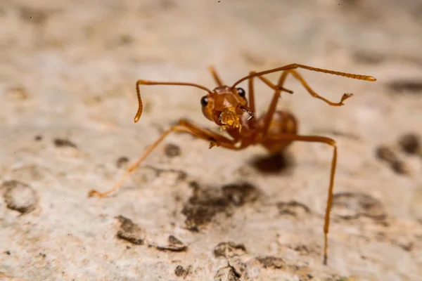 Closeup of ants with a background as a resident — Stock Photo, Image