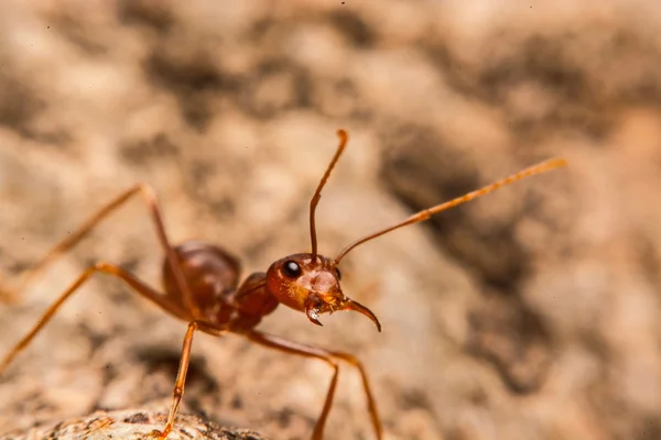 Closeup των μυρμηγκιών με θητεύσει ως κάτοικος — Φωτογραφία Αρχείου