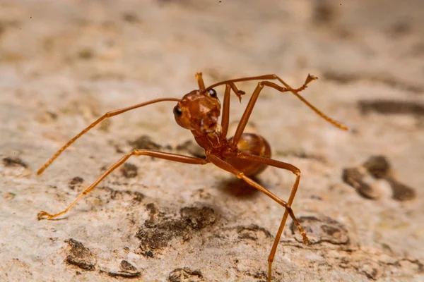 Closeup of ants with a background as a resident — Stock Photo, Image