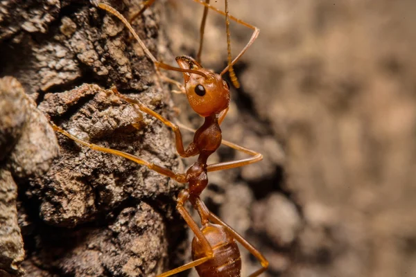 Closeup των μυρμηγκιών με θητεύσει ως κάτοικος — Φωτογραφία Αρχείου