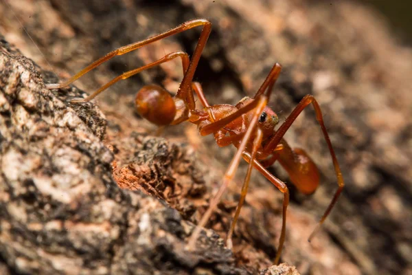 Gray cross spider (Larinioides sclopetarius) perched on tree bark — Stock Photo, Image