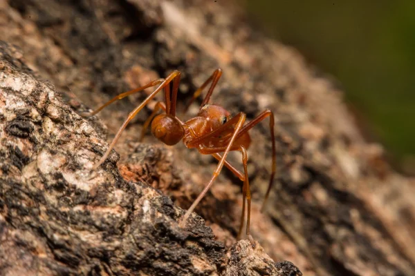 Araña cruzada gris (Larinioides sclopetarius) encaramada en la corteza de un árbol — Foto de Stock
