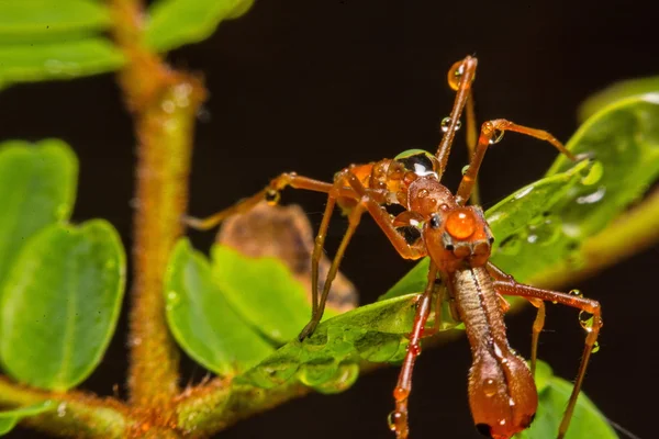 Araña cruzada gris (Larinioides sclopetarius) encaramada en la corteza de un árbol . — Foto de Stock