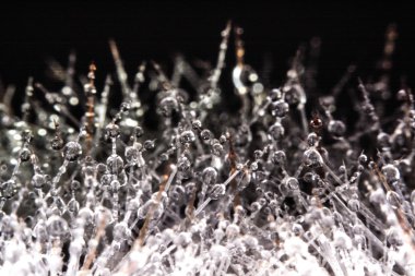 Makro fotoğraf. Kaktüsün üzerine su damlıyor.