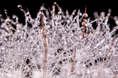 Makro fotoğraf. Kaktüsün üzerine su damlıyor.