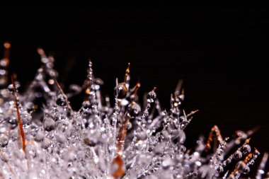 Makro fotoğraf. Kaktüsün üzerine su damlıyor.