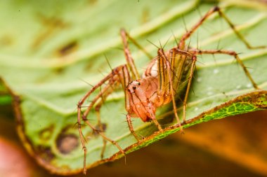 Örümcek, örümcek Tayland atlama