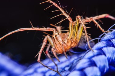 Örümcek, örümcek Tayland atlama