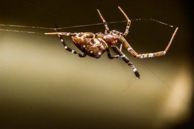 Geceleri Web Spider