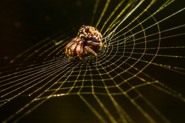 Geceleri Web Spider