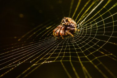 Geceleri Web Spider