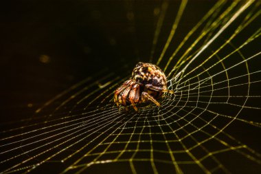 Geceleri Web Spider