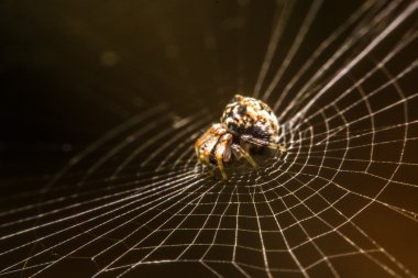 Geceleri Web Spider