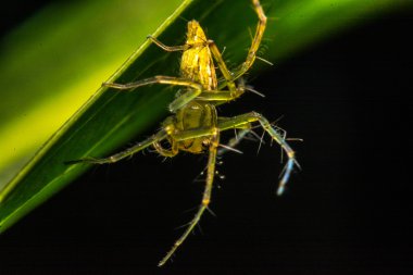 Örümcek, örümcek Tayland atlama
