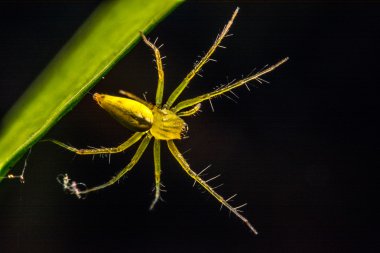 Örümcek, örümcek Tayland atlama