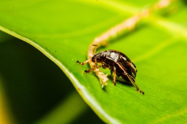 Ladybird bahçede yeşil yaprak üzerinde