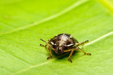 Ladybird bahçede yeşil yaprak üzerinde