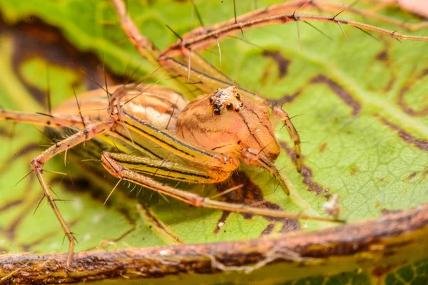 Örümcek, örümcek Tayland atlama — Stok fotoğraf