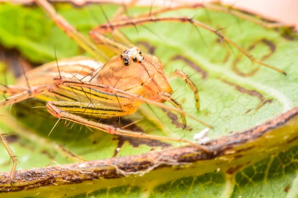 Springen spider, Spider in Thailand — Stockfoto