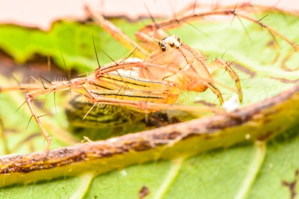 Springen spider, Spider in Thailand — Stockfoto