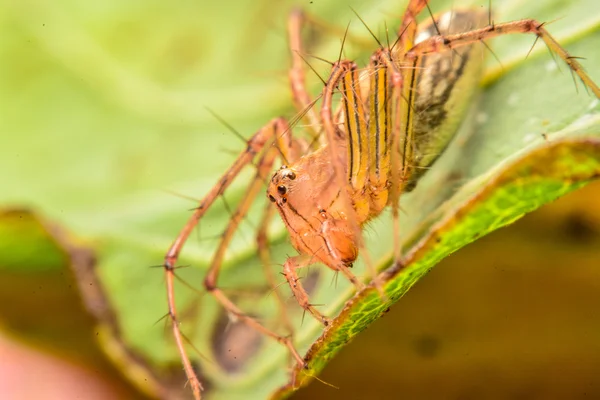 Springen spider, Spider in Thailand — Stockfoto