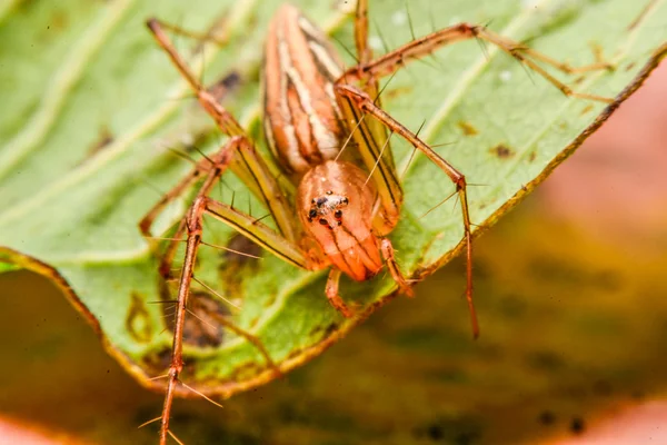 Springen spider, Spider in Thailand — Stockfoto