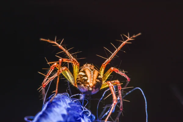 Araignée sauteuse, Araignée en Thaïlande — Photo