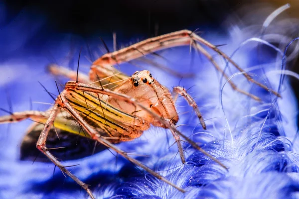 Lompat laba-laba, Spider di Thailand — Stok Foto