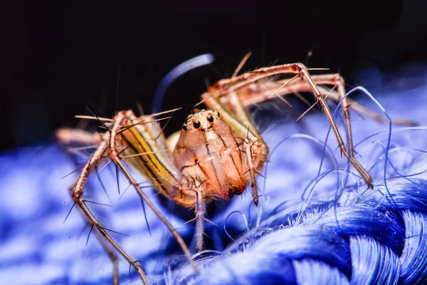 Springende Spinne, Spinne in Thailand — Stockfoto