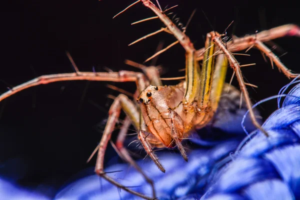 Jumping spider, Spider in Thailand — Stock Photo, Image