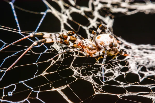 Ragno sul web di notte — Foto Stock