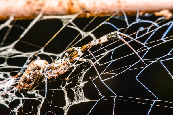 Geceleri Web Spider — Stok fotoğraf