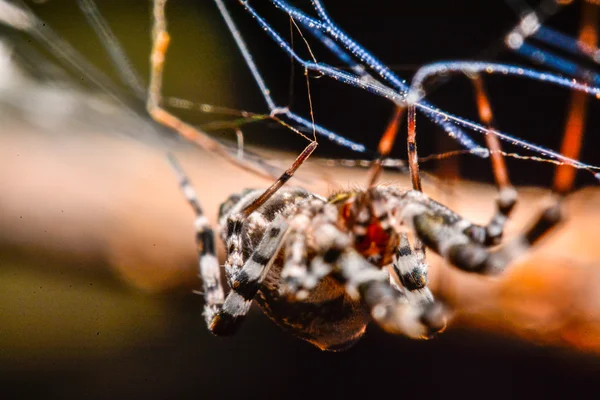 Spin op het web bij nacht — Stockfoto