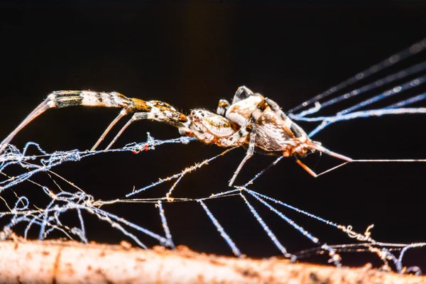 Spin op het web bij nacht — Stockfoto