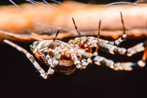 Spinne nachts im Netz — Stockfoto