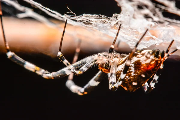 Spindel på webben på natten — Stockfoto