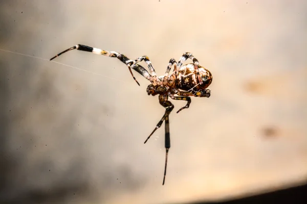 Spinne nachts im Netz — Stockfoto