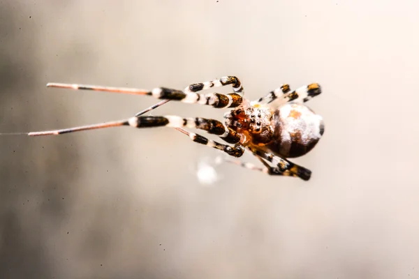 Spinne nachts im Netz — Stockfoto