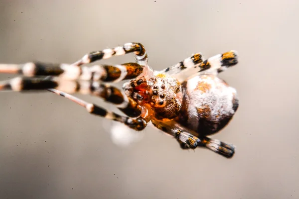 Geceleri Web Spider — Stok fotoğraf