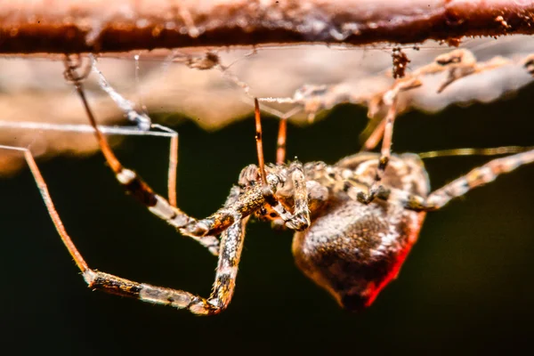 Araignée sur la toile la nuit — Photo