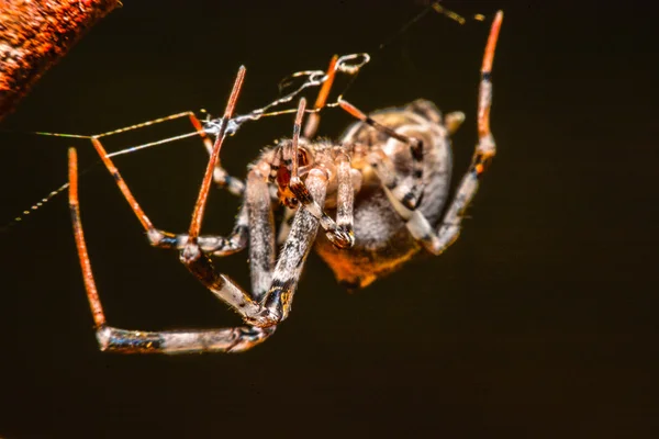 Spinne nachts im Netz — Stockfoto