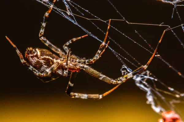 Spinne nachts im Netz — Stockfoto
