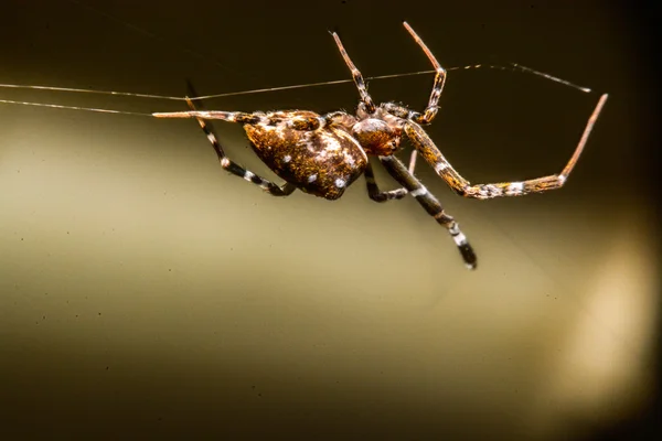 Spinne nachts im Netz — Stockfoto