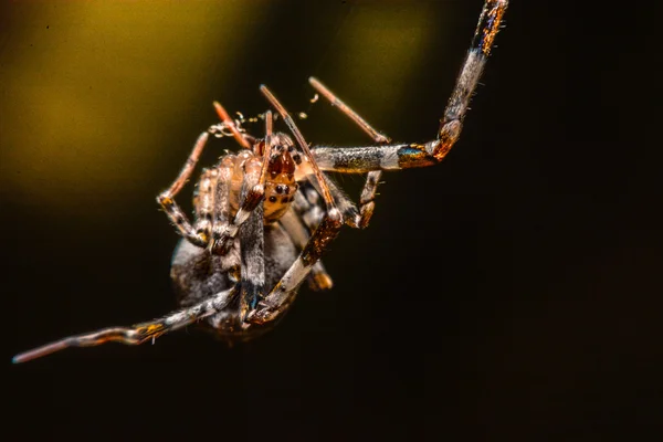 Spinne nachts im Netz — Stockfoto