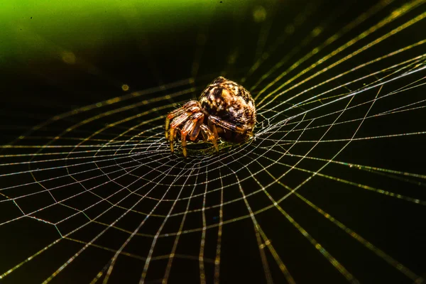 Pavouk na webu v noci — Stock fotografie