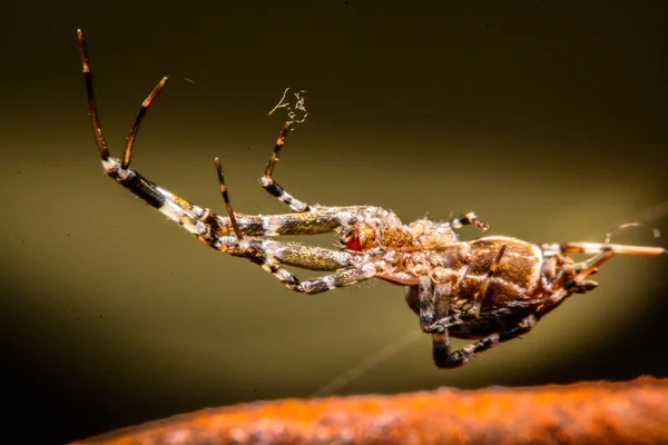 Araña en la web por la noche —  Fotos de Stock